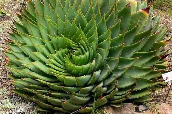 芦荟怎么养最好,选择合适的土壤