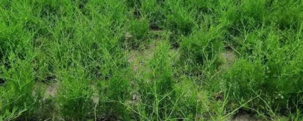 防风的种植管理技术，每亩地播种2kg左右的种子