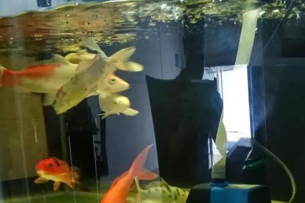 鱼缸水少了怎么加水，自来水必须要晾晒后再使用