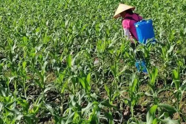 玉米红锈病用什么药物防治