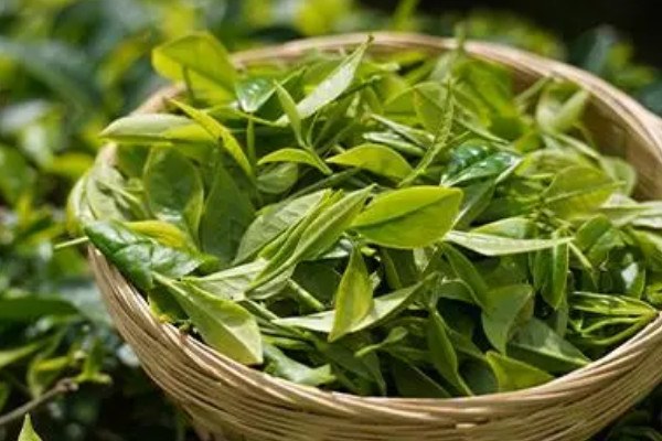 十堰的茶叶属于什么茶，了解十堰茶叶的品种和特点