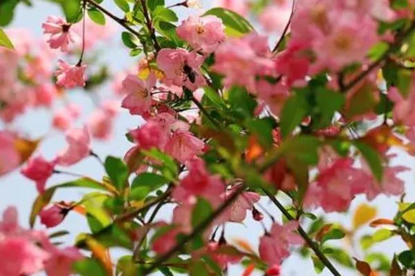 海棠花的开放时间，主要集中在4-5月份