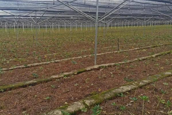 重楼怎样种植能高产，附种植方法