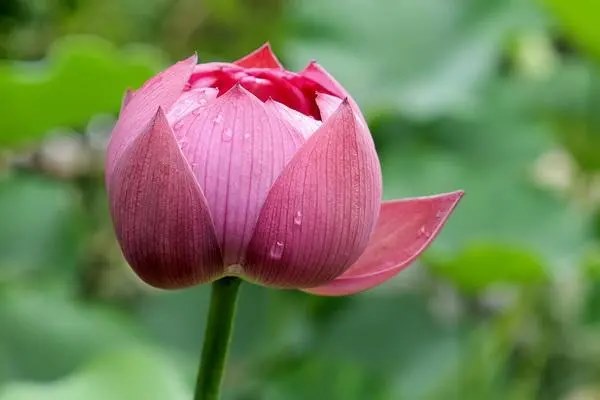 荷花几月栽种最合适，什么时间采摘