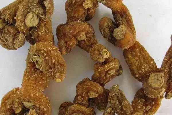 黄精的种植，管理方式