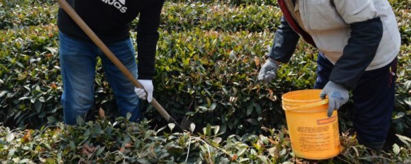 茶叶怎么催芽，可在春季开沟亩施40-60公斤茶叶专用肥