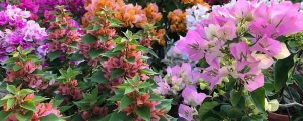 三角梅黄叶掉叶怎么办，掉叶原因及有效防治方法