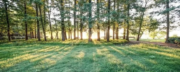 黄桷树叶子，美丽的黄桷树叶子图片欣赏