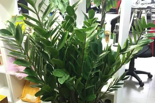 养金钱树合适的盆器，专家为你选择金钱树盆器