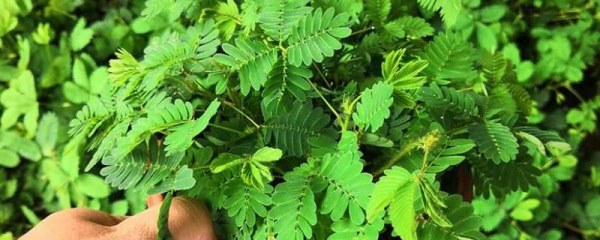 含羞草浇水方法，夏季每天早晚要各浇1次