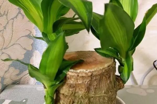 巴西木的正确养法，适合在温度范围15°C到25°C之间生长