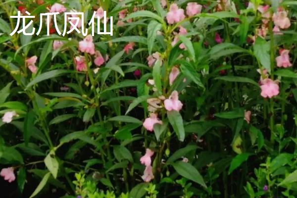 凤仙花品种有哪些，包括顶头凤仙、矮生凤仙、龙爪凤仙等种类