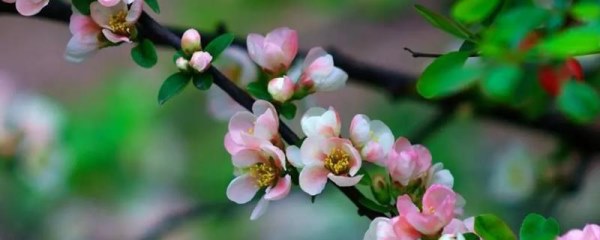 海棠花的开放时间，主要集中在4-5月份