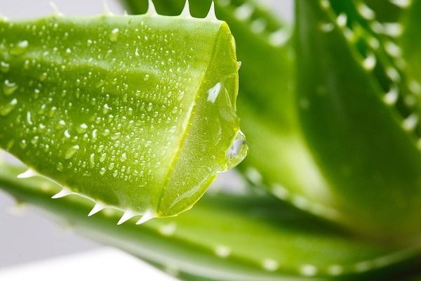 水培芦荟的养殖方法