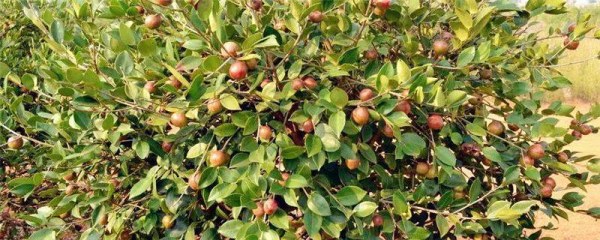油茶树苗有什么品种，油茶树苗如何选择