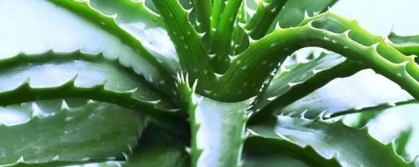 芦荟养护技巧，选择含有均衡营养的腐植质壤土