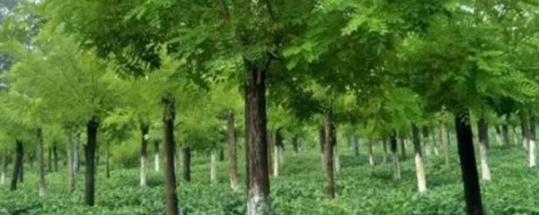 国槐怎么嫁接，芽接苗木要注意截干