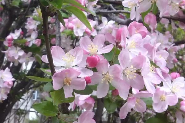 海棠花的开放时间，一般为4-5月份