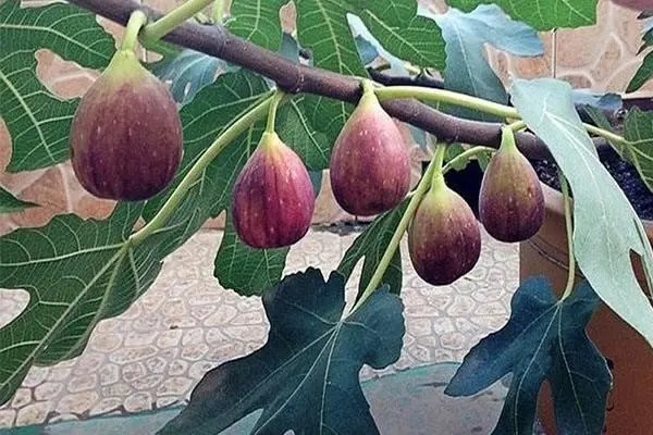 无花果的栽培方法，解析无花果的管理技巧