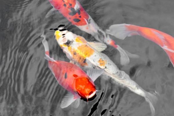 0到10度适合养什么鱼，金鱼、锦鲤、鳑鲏都适合