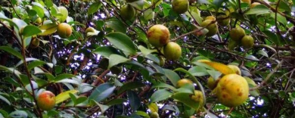 油茶树苗几年挂果