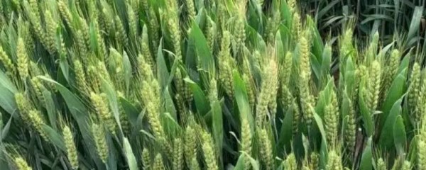 齐民17小麦的特征特性