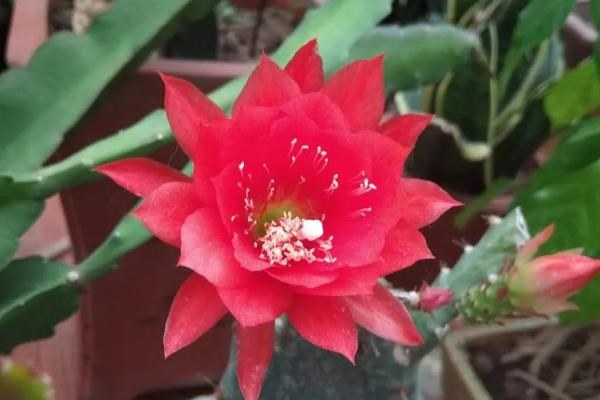 令箭荷花怎么养才开花