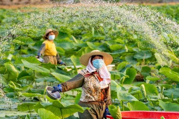 莲藕的施肥时间，首次追肥在立叶生长期