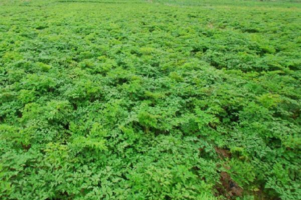 怎么防治当归根腐病，发现病株要立即拔除、并撒施石灰粉