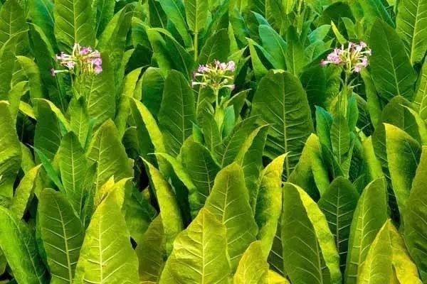大豆什么时候开花，大豆开花时间