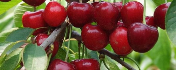 车厘子适合什么时候种植，开春发芽前和秋天白露过后都适合