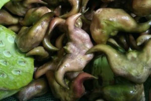 菱角几月份成熟