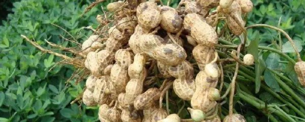 花生高产栽培技术，管理技术分享