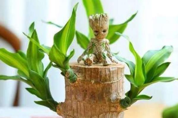 巴西木怎么养才能发芽