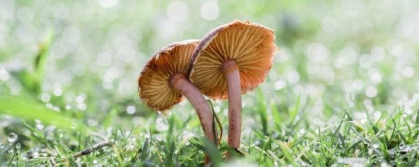 蘑菇的种植，如何打造高产优质的蘑菇园