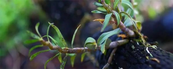 石斛冬天怎么养，详细解答