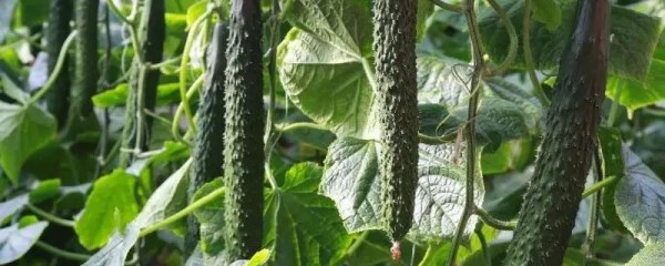 大棚黄瓜、水稻、菠菜高效种植模式简介
