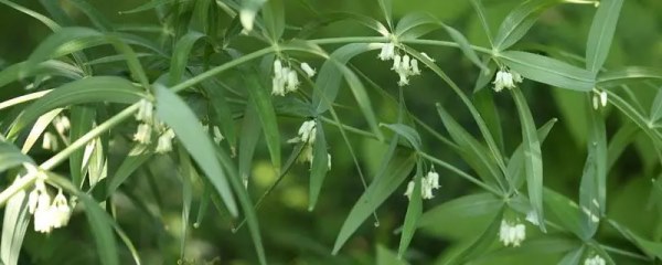 黄精的种植，管理方式