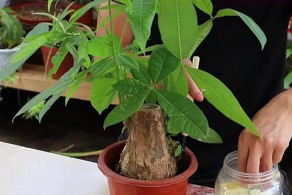 盆栽发财树叶子发黄脱落怎样挽救