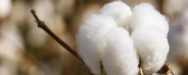 冀农大36号棉花种子简介，适宜播期为4月20日～30日