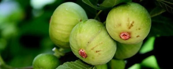 无花果树的风水寓意