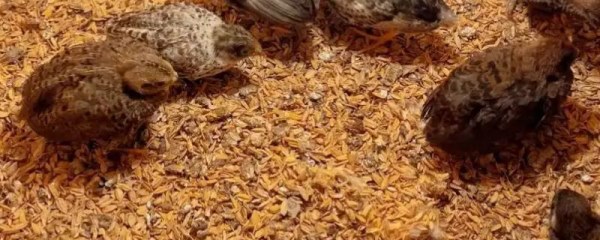 为什么禁止饲养芦丁鸡