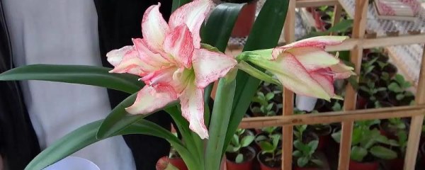 朱顶红适合什么样的花盆