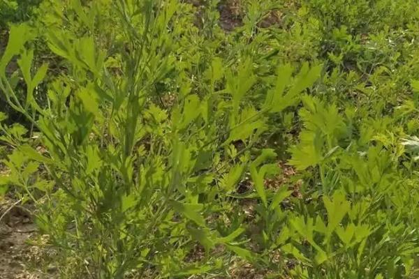 防风的种植管理技术，每亩地播种2kg左右的种子