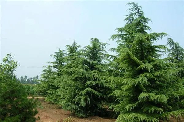 雪松的移栽与养护管理