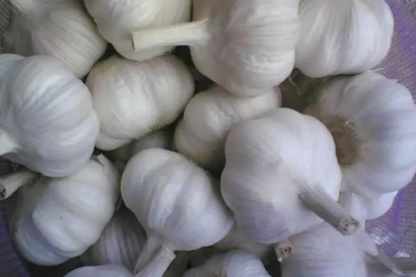 大蒜哪个品种好吃，那个更好种植
