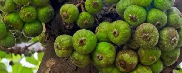 无花果树能用石硫合剂吗
