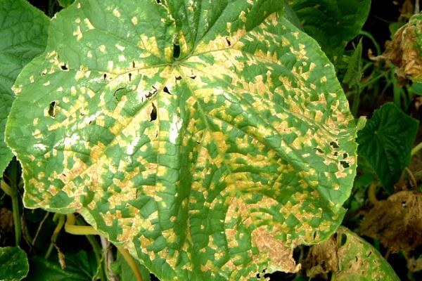 怎么防治绿豆细菌性斑点病，可实行轮作并且要避免田间过湿
