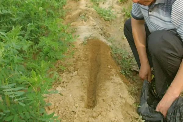 黄芪种植和管理方法