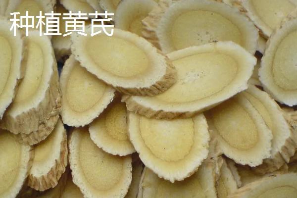 黄芪种植和管理方法